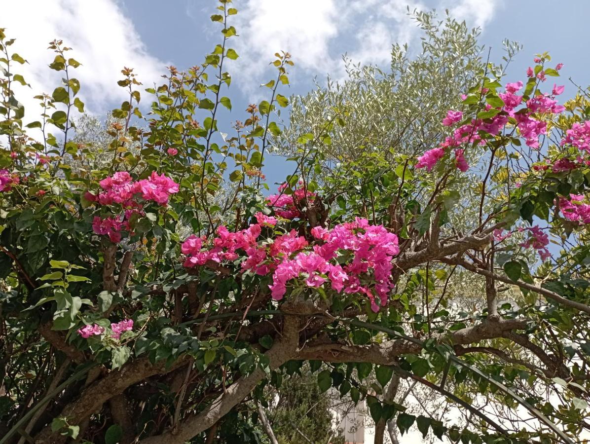 Domus Garden Bed & Breakfast Olbia Ngoại thất bức ảnh